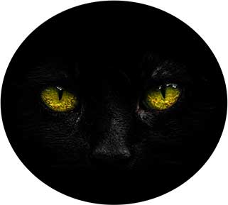 seo inside blackcat